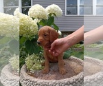 Small Photo #38 Golden Retriever Puppy For Sale in GREENWOOD, WI, USA