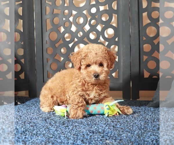 Medium Photo #4 Poochon Puppy For Sale in MOUNT VERNON, OH, USA