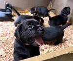 Small Labrador Retriever