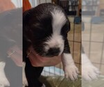 Puppy Freckles Australian Shepherd