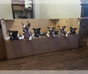 Boston Terrier Puppy for sale in VISALIA, CA, USA