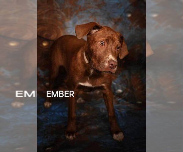 Medium Photo #2 Labrador Retriever-Unknown Mix Puppy For Sale in Mount Laurel, NJ, USA