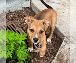 American Staffordshire Terrier-German Shepherd Dog Mix Dogs for adoption in San Juan Capistrano, CA, USA