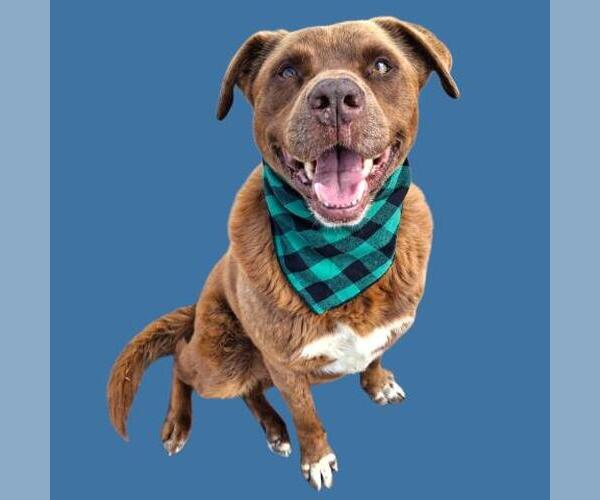 Medium Photo #1 Labrador Retriever-Unknown Mix Puppy For Sale in Bakersfield, CA, USA