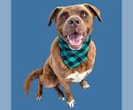 Small Labrador Retriever Mix