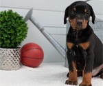 Small Photo #78 Doberman Pinscher Puppy For Sale in GOSHEN, IN, USA
