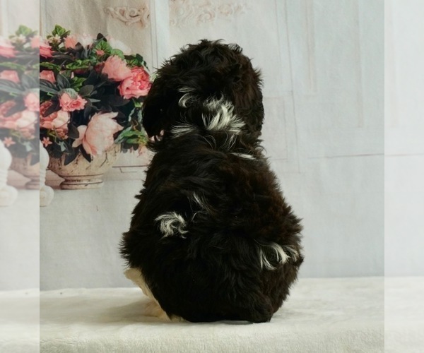 Medium Photo #4 Schnoodle (Miniature) Puppy For Sale in WARSAW, IN, USA