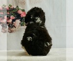 Small Photo #4 Schnoodle (Miniature) Puppy For Sale in WARSAW, IN, USA