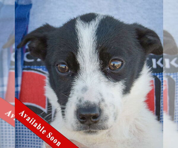 Medium Photo #1 Italian Greyhound-Jack Russell Terrier Mix Puppy For Sale in Huntley, IL, USA