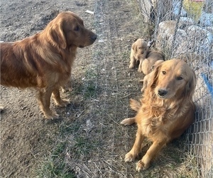 Mother of the Golden Retriever puppies born on 12/17/2022