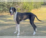 Small #3 Great Dane