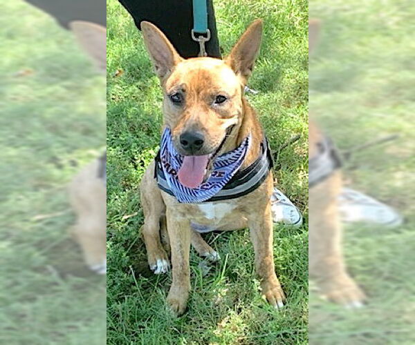 Medium Photo #4 Dutch Shepherd -Unknown Mix Puppy For Sale in Mount Airy, NC, USA