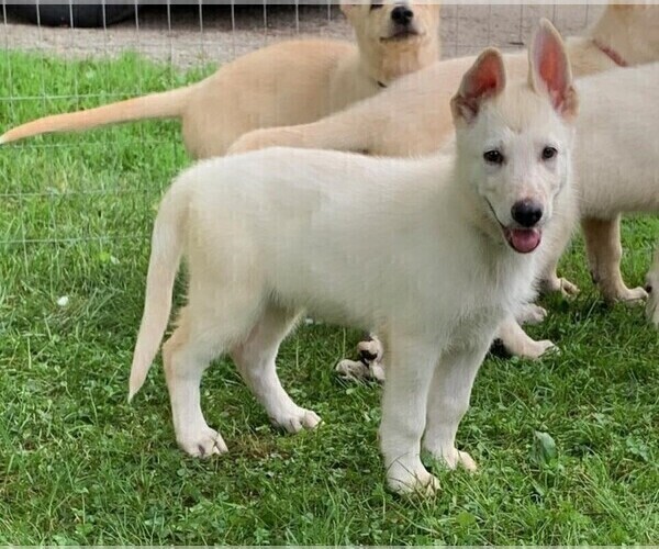 Medium Photo #1 German Shepherd Dog Puppy For Sale in LINCOLN UNIV, PA, USA