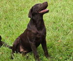 Small #1 Labrador Retriever