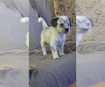 Small Photo #1 Australian Cattle Dog-Cavapoo Mix Puppy For Sale in AKELEY, MN, USA