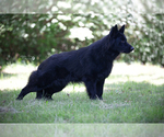 Small Photo #1 German Shepherd Dog Puppy For Sale in EOLIA, MO, USA