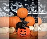 Small Photo #27 French Bulldog Puppy For Sale in YUCCA VALLEY, CA, USA
