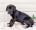 Small #3 Great Dane