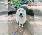 Small #4 Great Pyrenees
