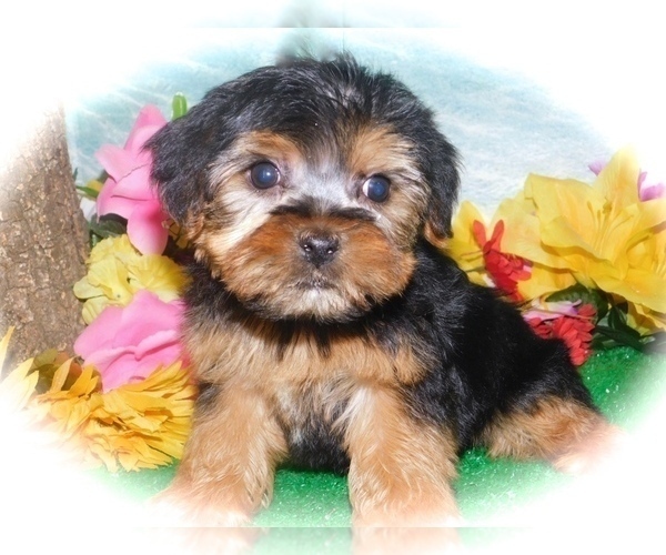Medium Photo #2 Yorkshire Terrier Puppy For Sale in HAMMOND, IN, USA