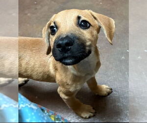American Pit Bull Terrier-Labrador Retriever Mix Dogs for adoption in Chester, VA, USA