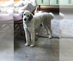 Small Photo #1 Labradoodle Puppy For Sale in CRAIG, NE, USA