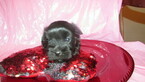 Small Photo #3 Havanese Puppy For Sale in CLINTON, AR, USA