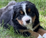 Small #12 Great Bernese