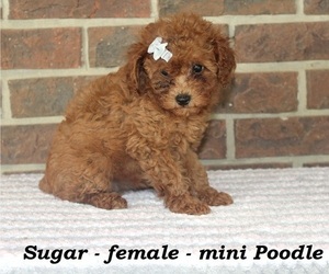 Poodle (Miniature) Puppy for sale in CLARKRANGE, TN, USA