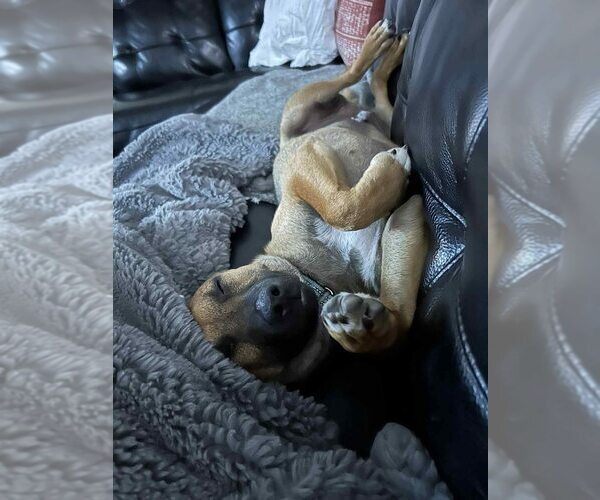 Medium Photo #4 Mutt Puppy For Sale in New York, NY, USA