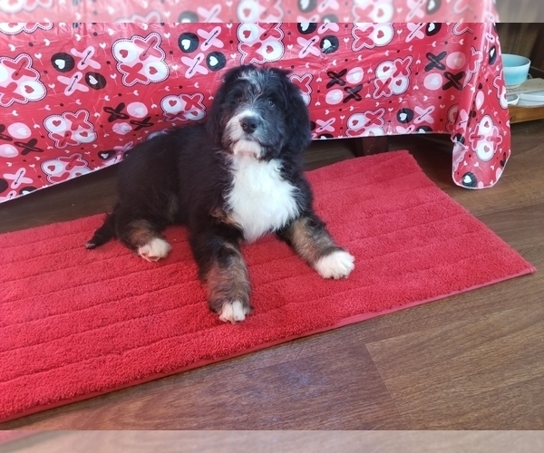 Medium Photo #10 Bernedoodle Puppy For Sale in COLORADO SPRINGS, CO, USA