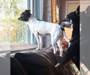 Rat-Cha Dogs for adoption in Gretna, NE, USA