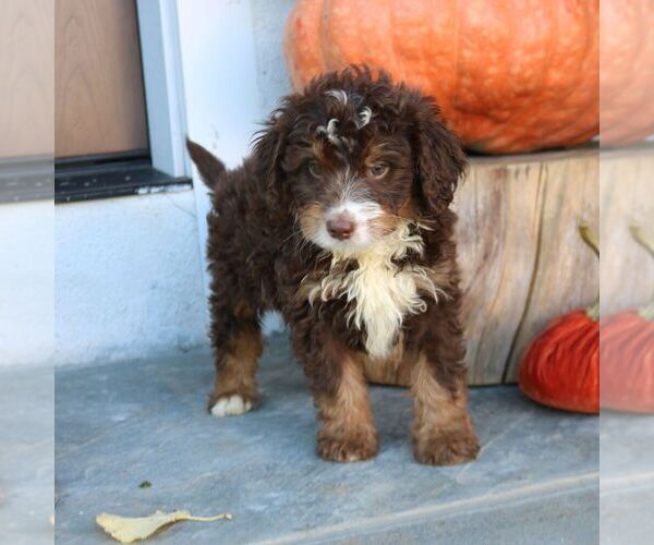 Medium Photo #2 Bernedoodle (Miniature) Puppy For Sale in NARVON, PA, USA