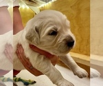 Small Photo #5 English Cream Golden Retriever Puppy For Sale in BUMPASS, VA, USA