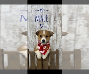 Pembroke Welsh Corgi Puppy for sale in PEEBLES, OH, USA