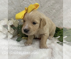 Medium Golden Retriever
