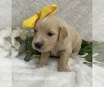 Puppy Tiana Golden Retriever