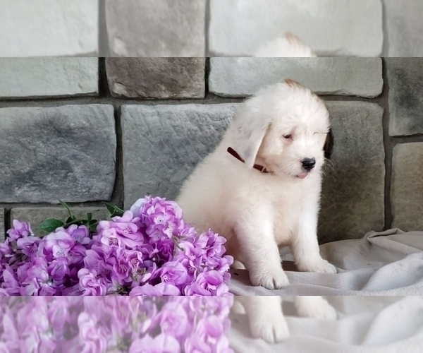 Medium Photo #3 Poodle (Miniature)-Saint Bernard Mix Puppy For Sale in SUGARCREEK, OH, USA
