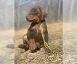Small Photo #8 Doberman Pinscher Puppy For Sale in BARNETT, MO, USA