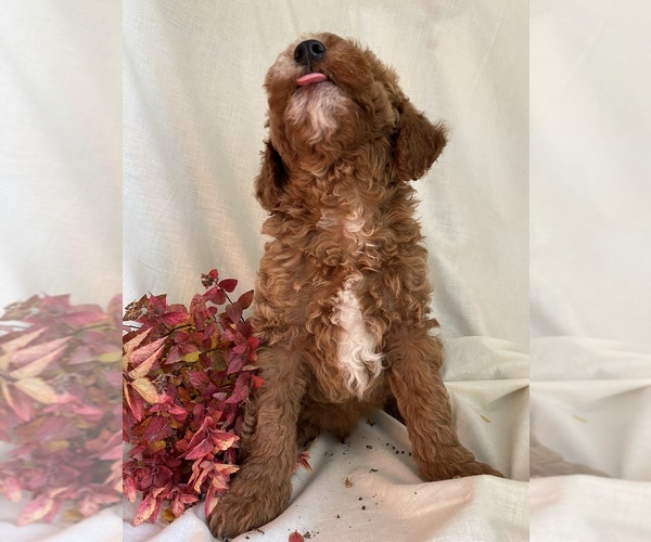 Medium Photo #2 Poodle (Miniature) Puppy For Sale in RUDD, IA, USA