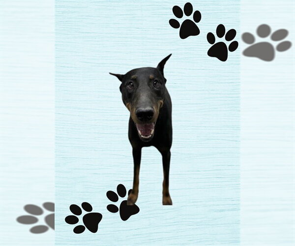 Medium Photo #1 Doberman Pinscher Puppy For Sale in HESPERIA, CA, USA