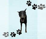 Small Doberman Pinscher