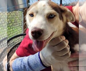 Sally - Female Siberian Husky-Unknown Mix Dog for Adoption - Photo #5