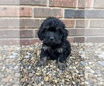 Puppy 2 Cockapoo