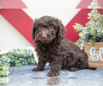 Puppy Beauty Miniature Labradoodle