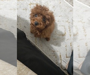 Poodle (Toy) Puppy for sale in HENDERSON, NV, USA