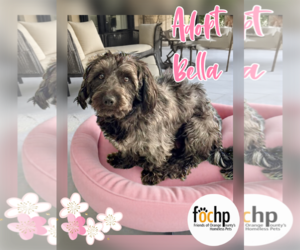 Havanese Dogs for adoption in Menifee, CA, USA