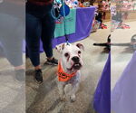 Small #7 Boxer Mix