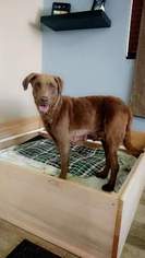Mother of the Chesapeake Bay Retriever puppies born on 08/10/2017
