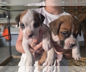 Boxer Puppy for sale in COXS CREEK, KY, USA